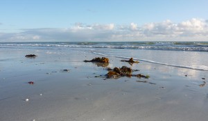 Des algues mais des laminaires sur la plupart des plages