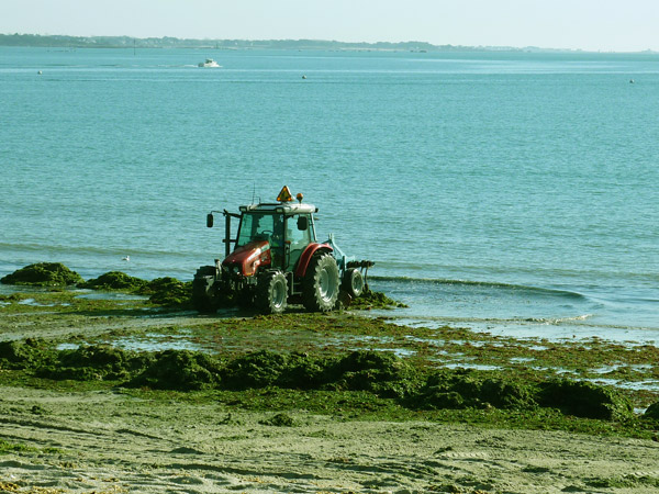 Cap Coz le 9 11 2009 : la solution fouesnantaise par le rejet des algues vertes à la mer !