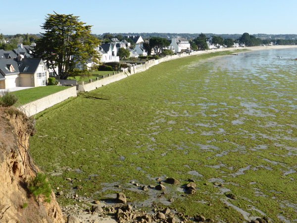 fin septembre 2015, comme d'hab, les algues vertes sont au rendez-vous malgré leurs beaux discours
