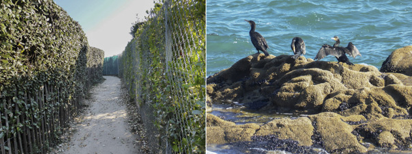 Question des promeneurs sur le sentier : "on vient voir les cormorans , mais on ne voit pas la mer en tournicotant derrière ces murs, grillages et hautes haies, elle est à gauche ou elle est à droite du sentier ?".