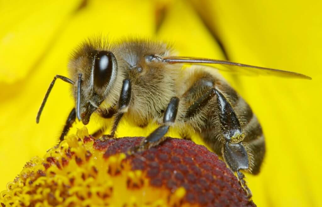 Découvrez la vie du Rucher : les ruches et les abeilles − Les Ruchers ...